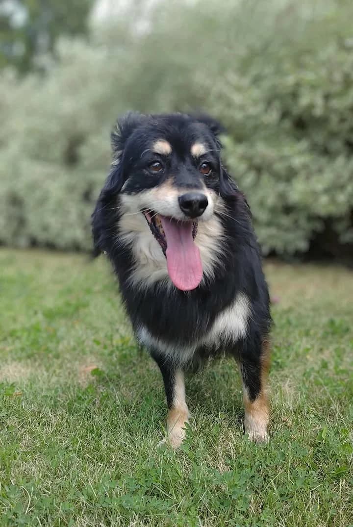 LUKAS, Mixed Breed for adoption at Schronisko Lublin, Lublin