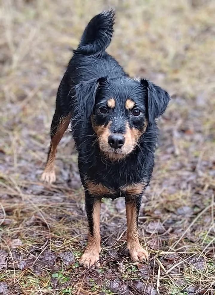 SŁONECZKO, Mixed Breed for adoption at Schronisko Lublin, Lublin