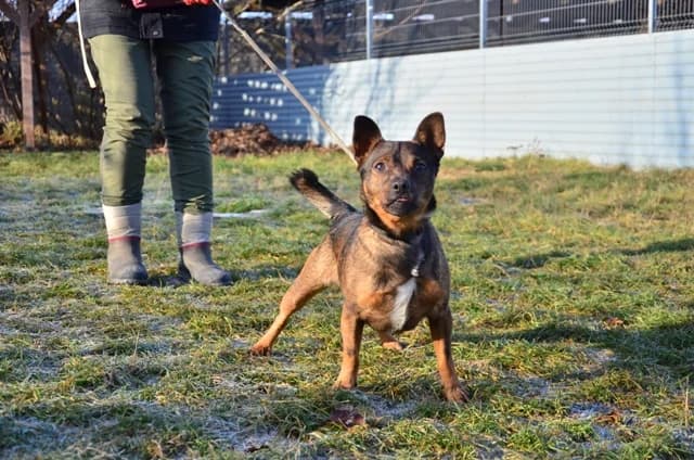 TAKOS, Mixed Breed for adoption at Schronisko Lublin, Lublin