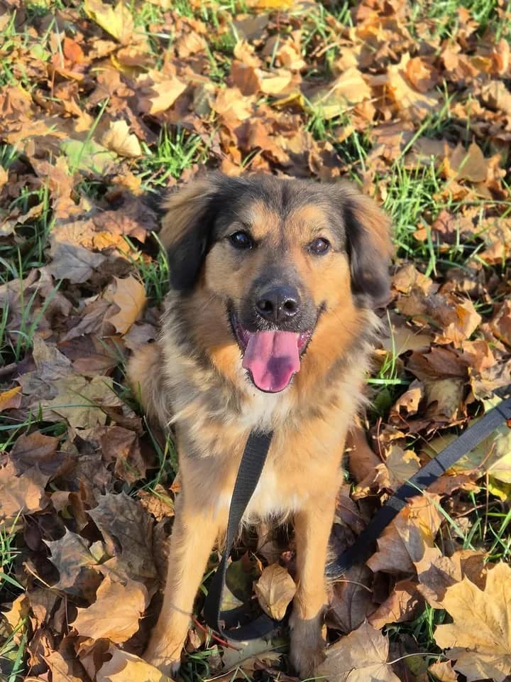 LUNA, Mixed Breed for adoption at Schronisko Lublin, Lublin