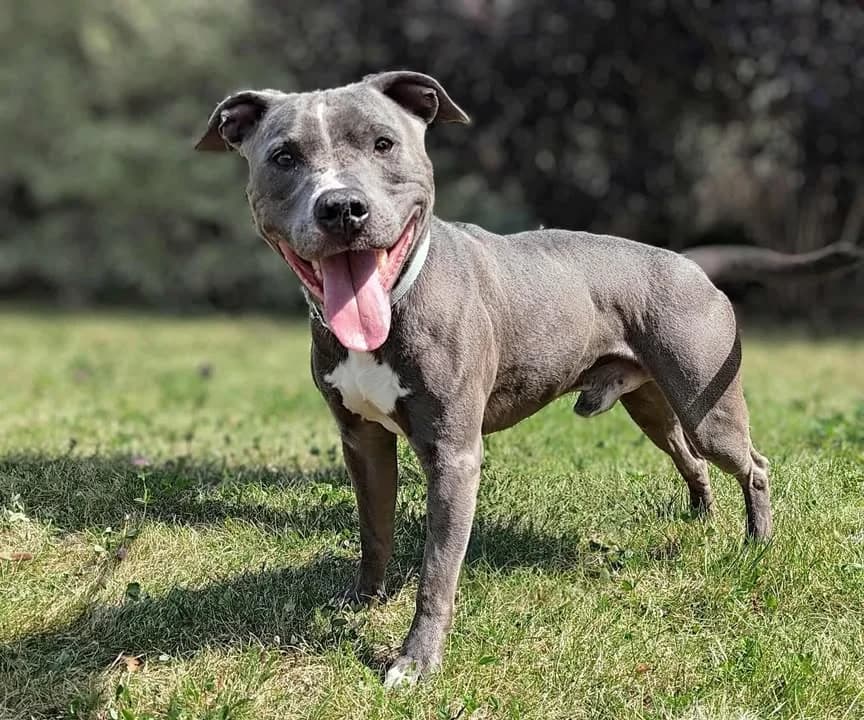 HAKET, Mixed Breed for adoption at Schronisko Lublin, Lublin