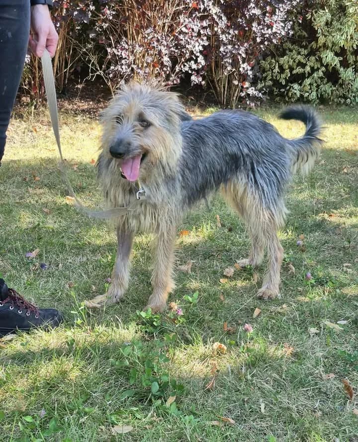 HARDCORE, Mixed Breed for adoption at Schronisko Lublin, Lublin
