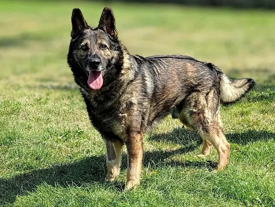 BARY, Mixed Breed for adoption at Schronisko Lublin, Lublin