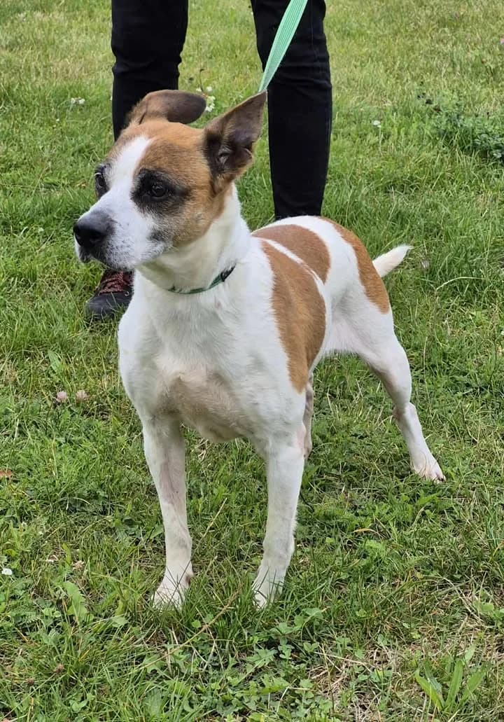 HOLA, Mixed Breed for adoption at Schronisko Lublin, Lublin