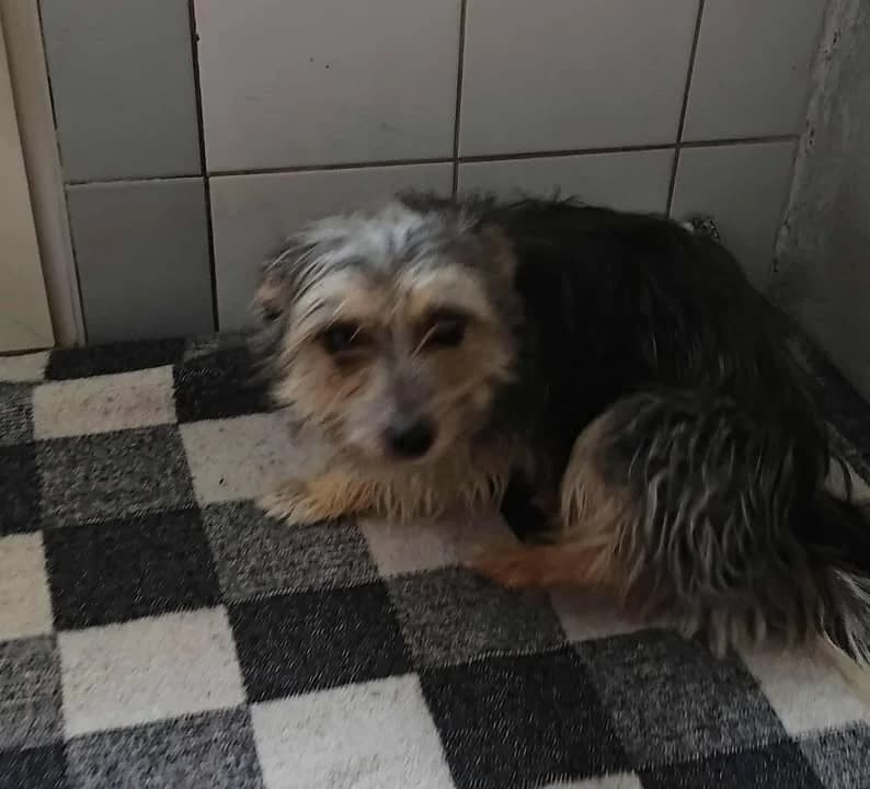 RYGA/KROPKA, Mixed Breed for adoption at Schronisko Lublin, Lublin