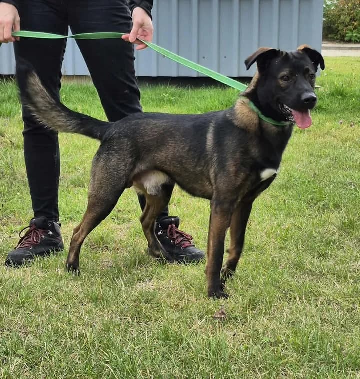 INTRUZ, Mixed Breed for adoption at Schronisko Lublin, Lublin