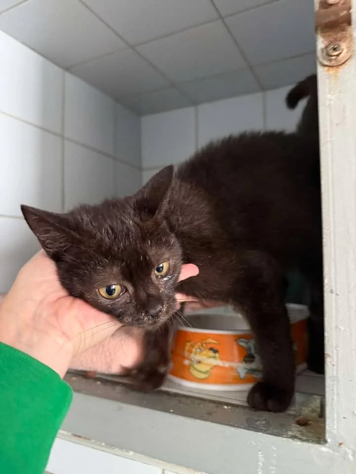 INKARNACJA, Mixed Breed for adoption at Schronisko Lublin, Lublin