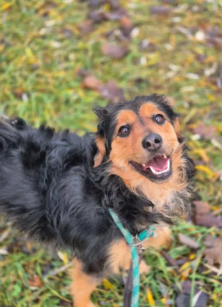 JANDA, Mixed Breed for adoption at Schronisko Lublin, Lublin