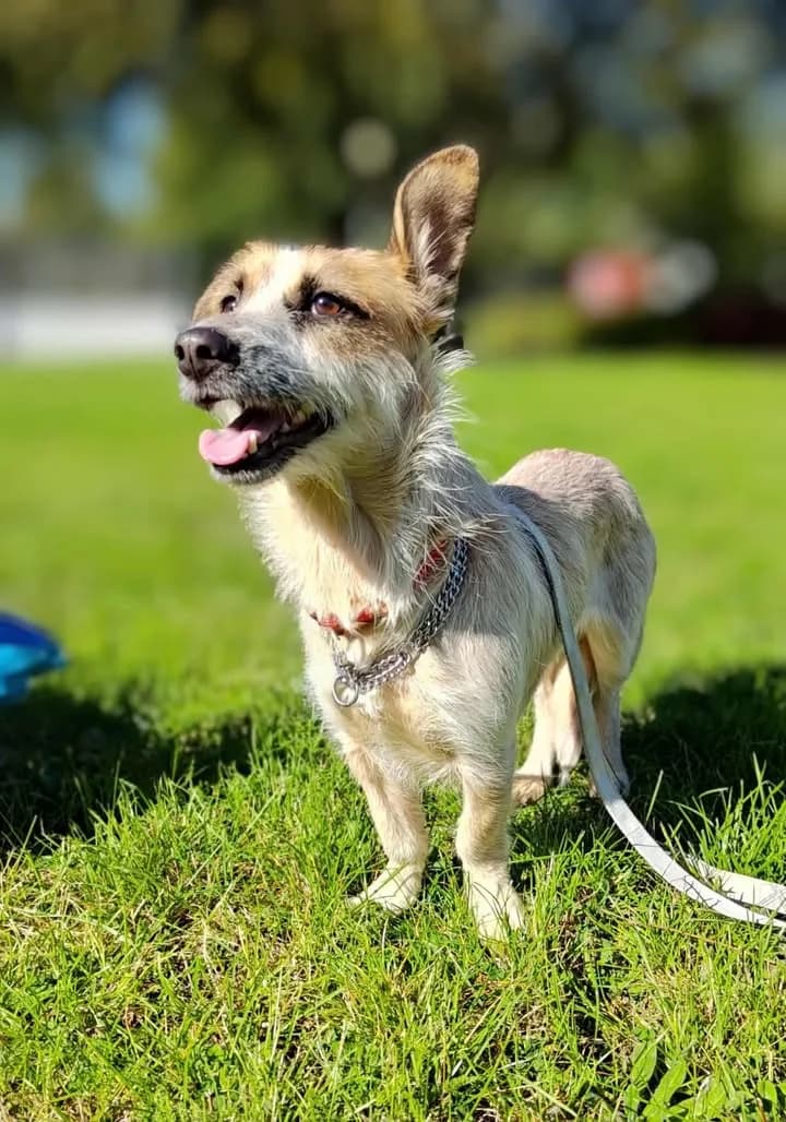 KIRA, Mixed Breed for adoption at Schronisko Lublin, Lublin