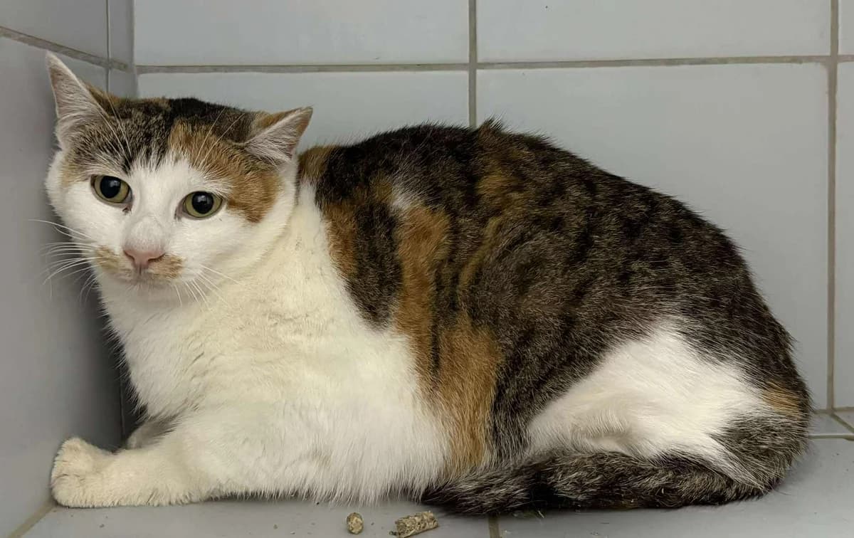 LASOTA, Mixed Breed for adoption at Schronisko Lublin, Lublin