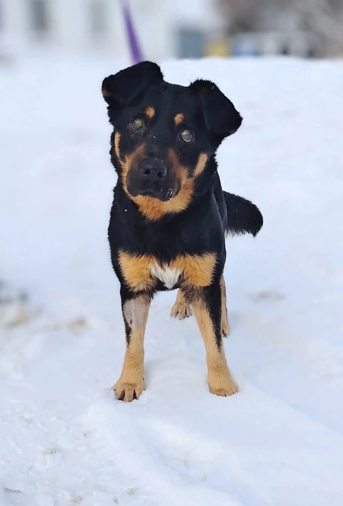MONGOŁ, 5yo Mixed Breed for adoption at Schronisko Lublin, Lublin