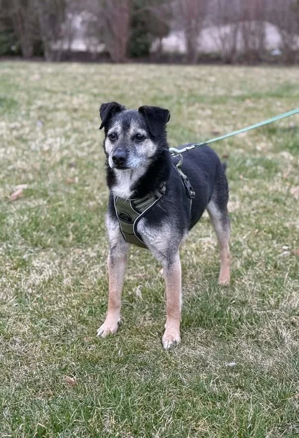 MIETEK, Mixed Breed for adoption at Schronisko Lublin, Lublin