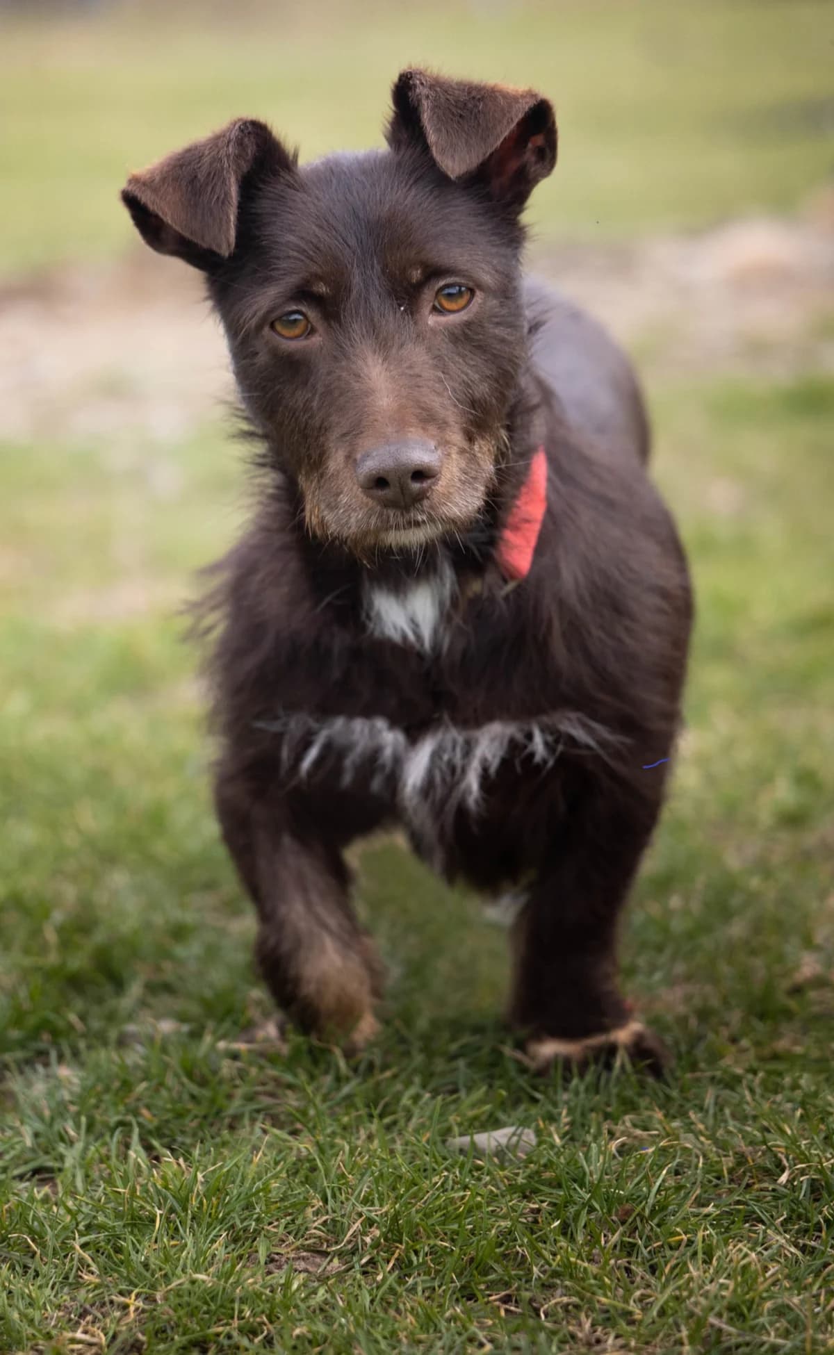 MALAGA, Mixed Breed for adoption at Schronisko Lublin, Lublin