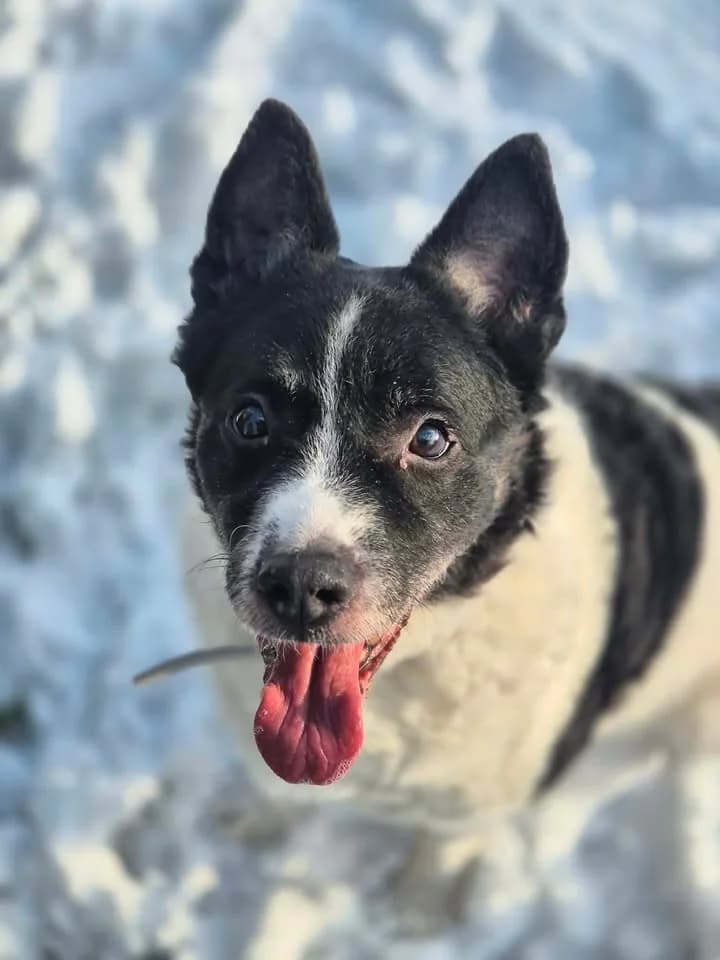 DETOX, Mixed Breed for adoption at Schronisko Lublin, Lublin