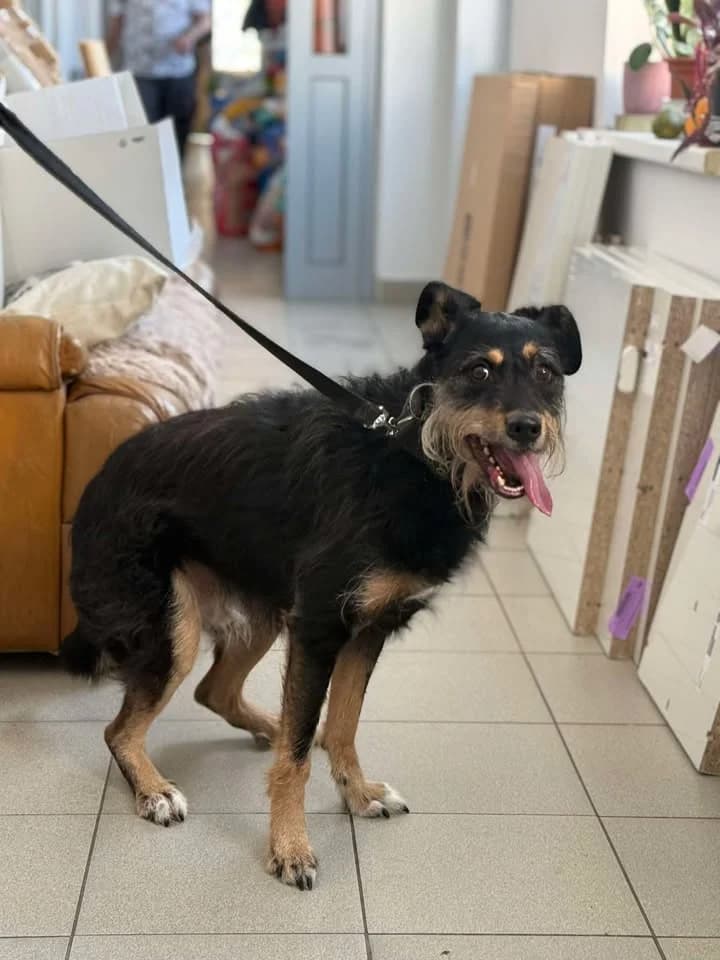 NUMEREK, Mixed Breed for adoption at Schronisko Lublin, Lublin
