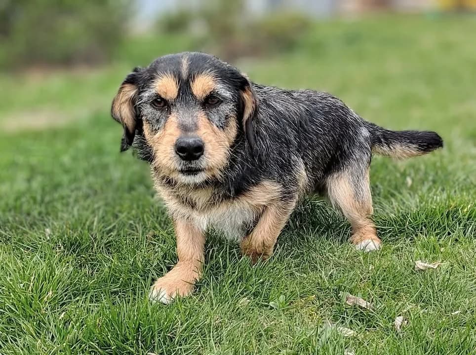 NILKA, Mixed Breed for adoption at Schronisko Lublin, Lublin