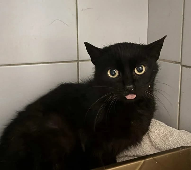 NARNIA, Mixed Breed for adoption at Schronisko Lublin, Lublin