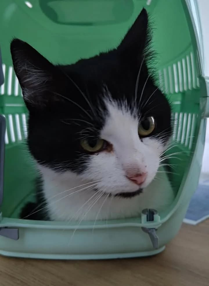 NORMA, Mixed Breed for adoption at Schronisko Lublin, Lublin