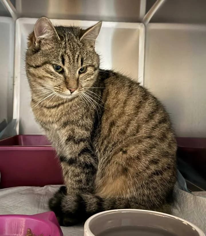 NONI, Mixed Breed for adoption at Schronisko Lublin, Lublin
