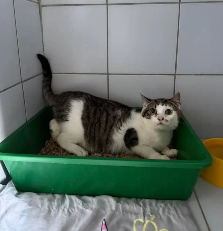 NEKO, Mixed Breed for adoption at Schronisko Lublin, Lublin