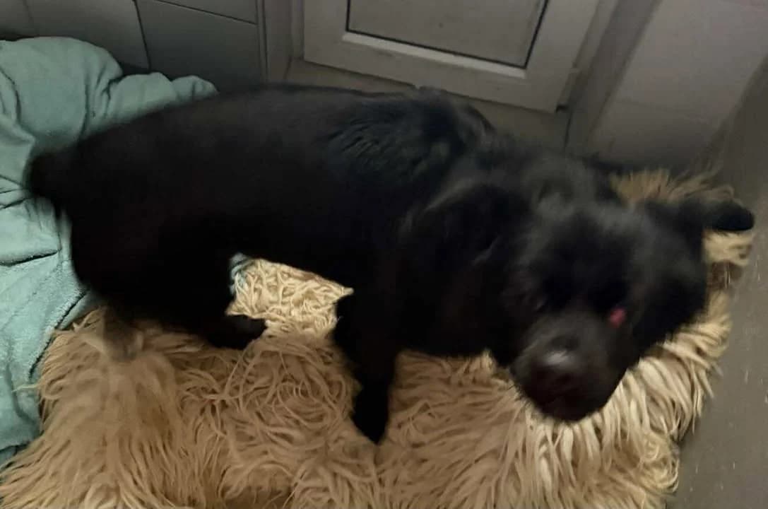 NORMAN, Mixed Breed for adoption at Schronisko Lublin, Lublin