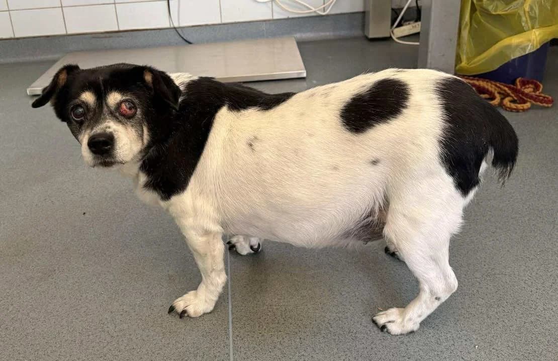 OMANKA, Mixed Breed for adoption at Schronisko Lublin, Lublin