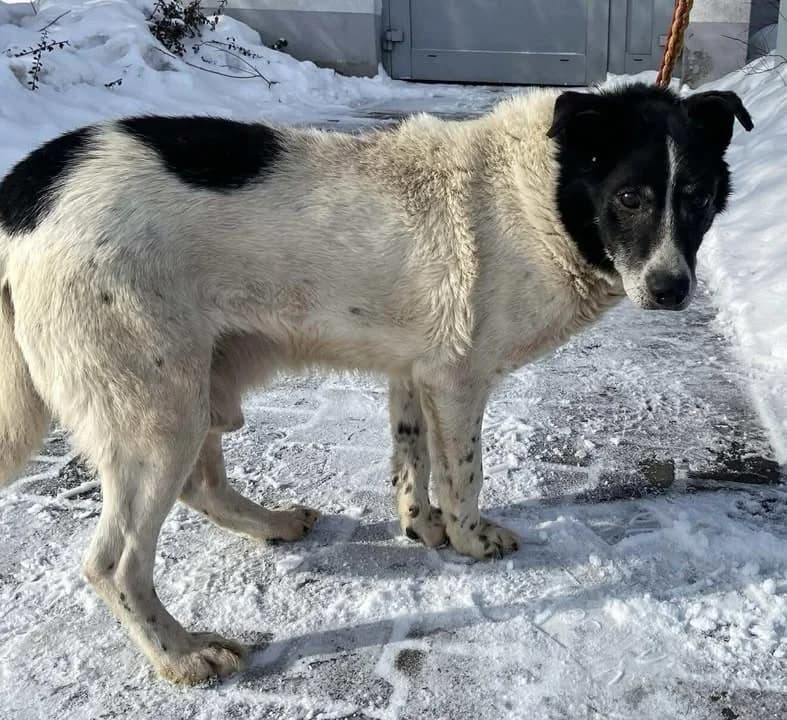 OSMAN, Mixed Breed for adoption at Schronisko Lublin, Lublin