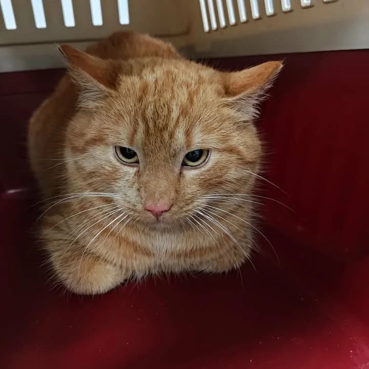 Oscypek, Mixed Breed for adoption at Schronisko Lublin, Lublin