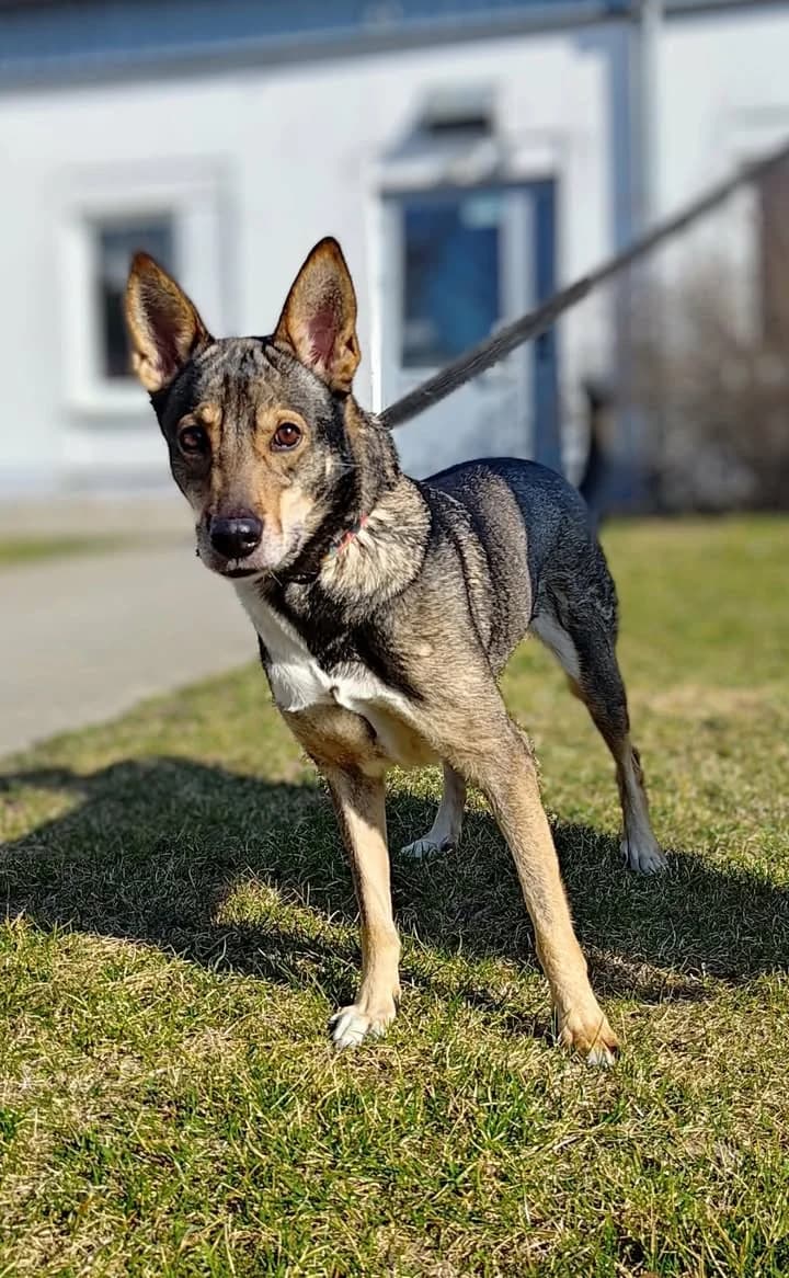 OKTAWIA, Mixed Breed for adoption at Schronisko Lublin, Lublin