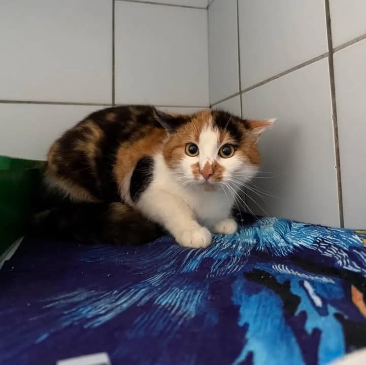 OSŁONKA, Mixed Breed for adoption at Schronisko Lublin, Lublin