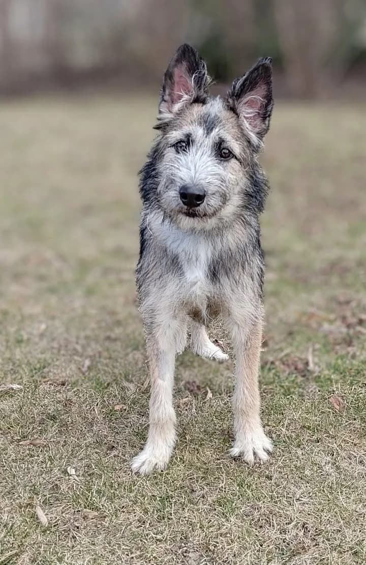OLORD, Mixed Breed for adoption at Schronisko Lublin, Lublin