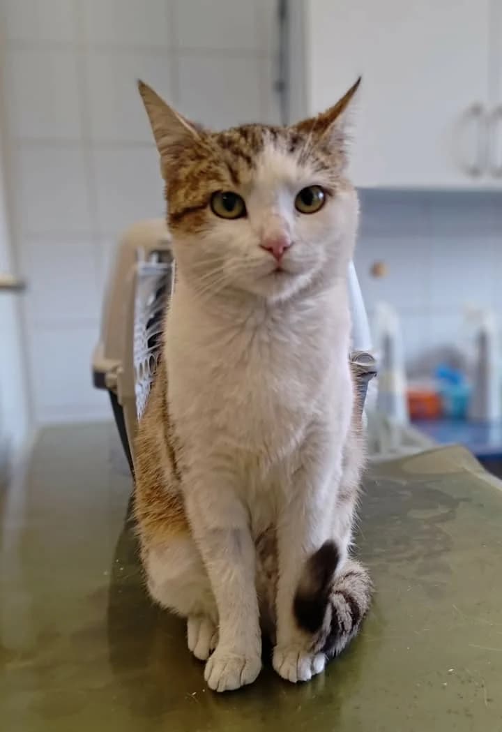 PAPAYA, Mixed Breed for adoption at Schronisko Lublin, Lublin