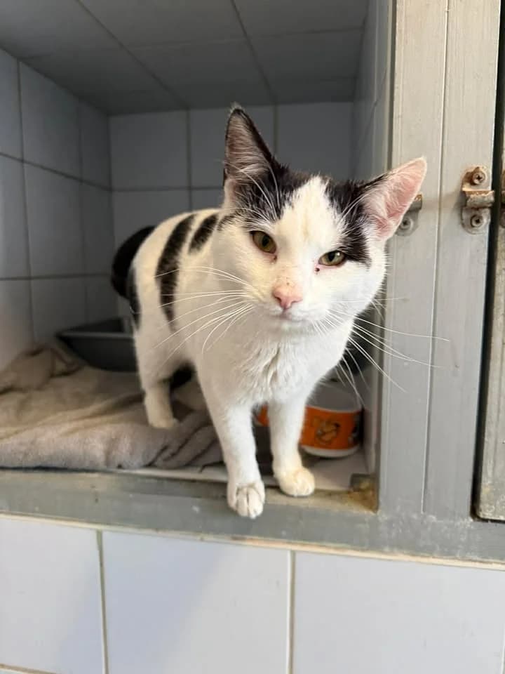 PUSZKIN, Mixed Breed for adoption at Schronisko Lublin, Lublin