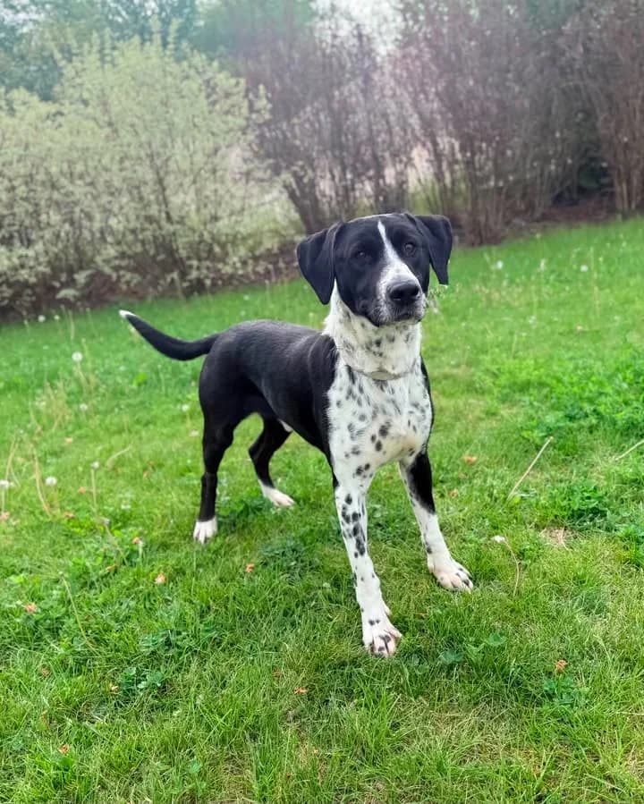 ROBIN HOOD, Mixed Breed for adoption at Schronisko Lublin, Lublin