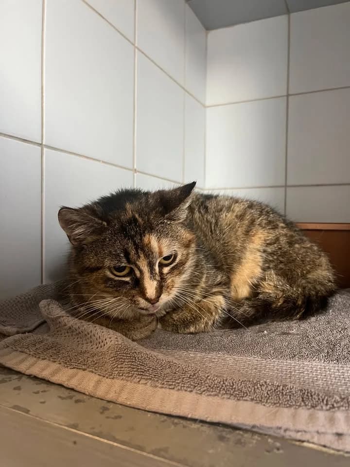 RICARDA, Mixed Breed for adoption at Schronisko Lublin, Lublin