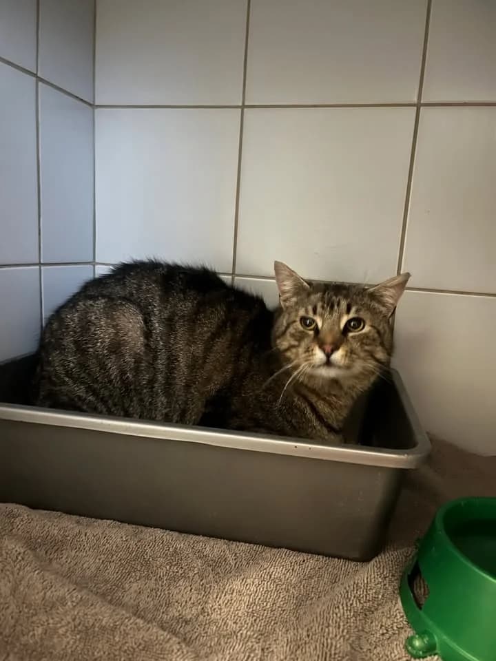 RON, Mixed Breed for adoption at Schronisko Lublin, Lublin