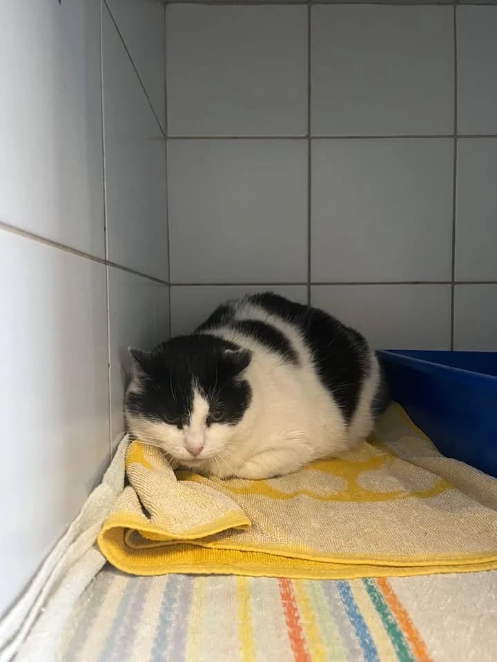 RZEPA, Mixed Breed for adoption at Schronisko Lublin, Lublin
