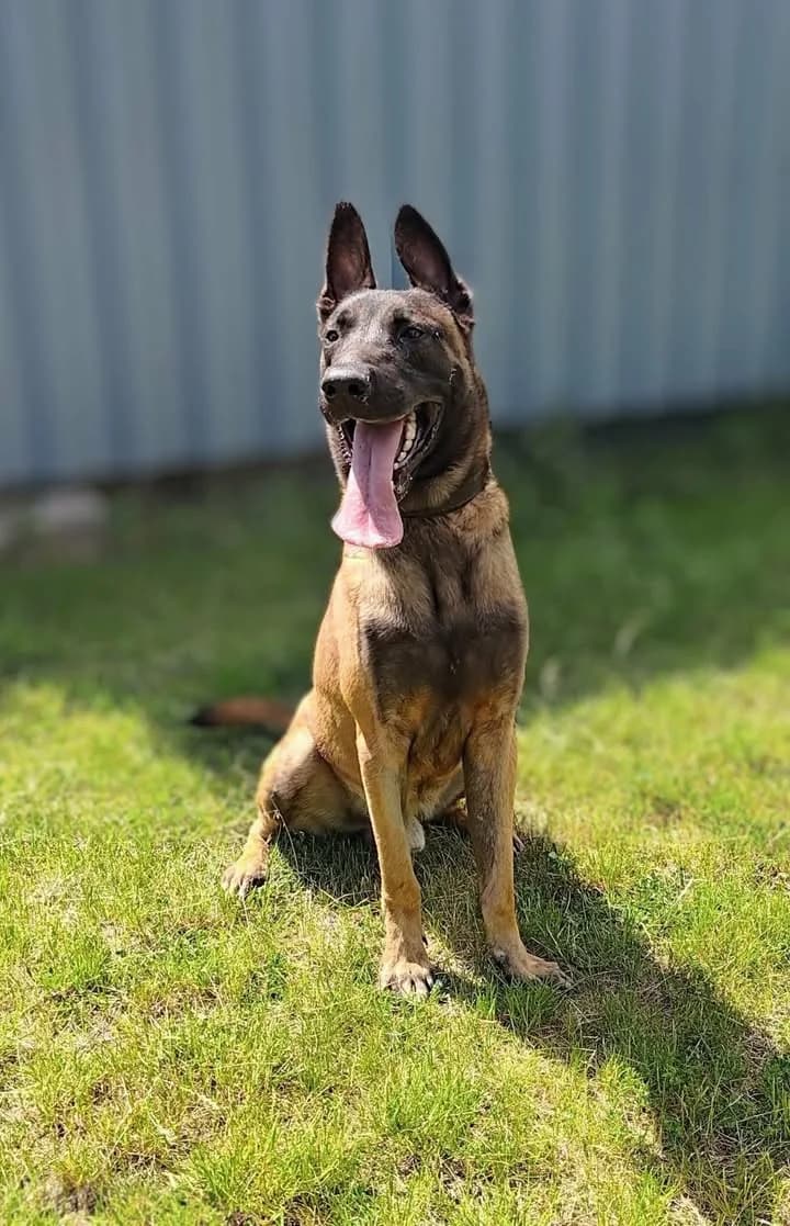 ARO, Mixed Breed for adoption at Schronisko Lublin, Lublin