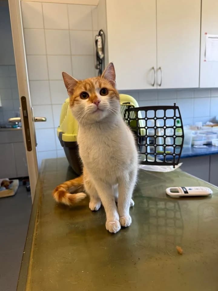 RASPUTIN, Mixed Breed for adoption at Schronisko Lublin, Lublin