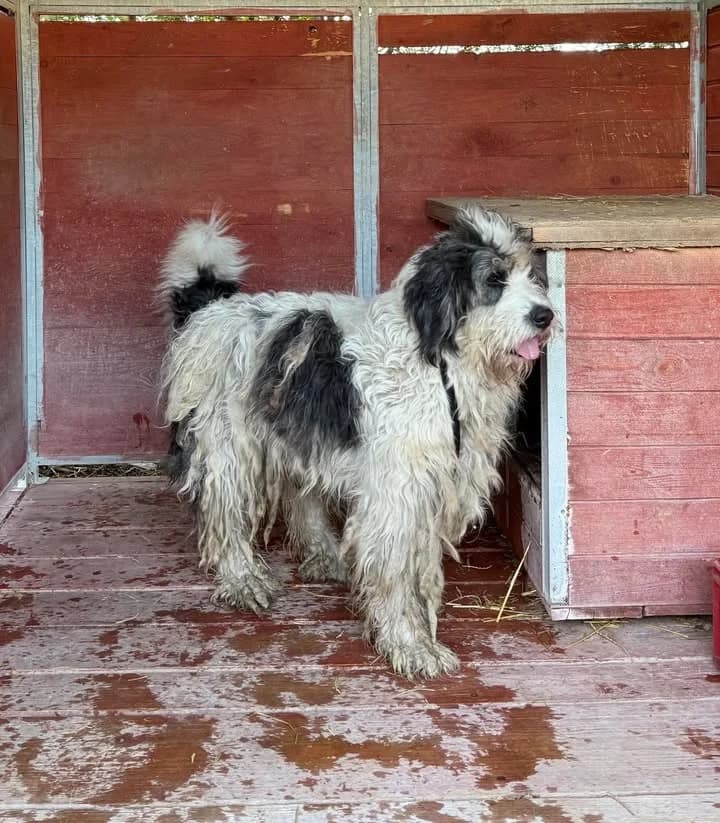 RIGI BIGI, Mixed Breed for adoption at Schronisko Lublin, Lublin