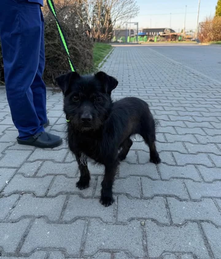RIVER, Mixed Breed for adoption at Schronisko Lublin, Lublin