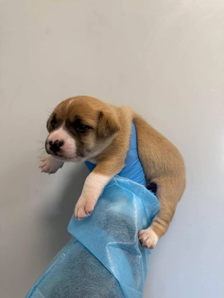 RUMSZTYK, Mixed Breed for adoption at Schronisko Lublin, Lublin