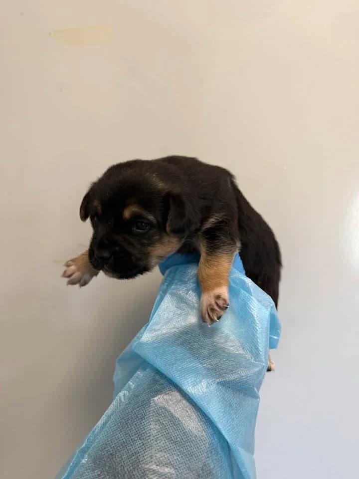 RULETKA, Mixed Breed for adoption at Schronisko Lublin, Lublin