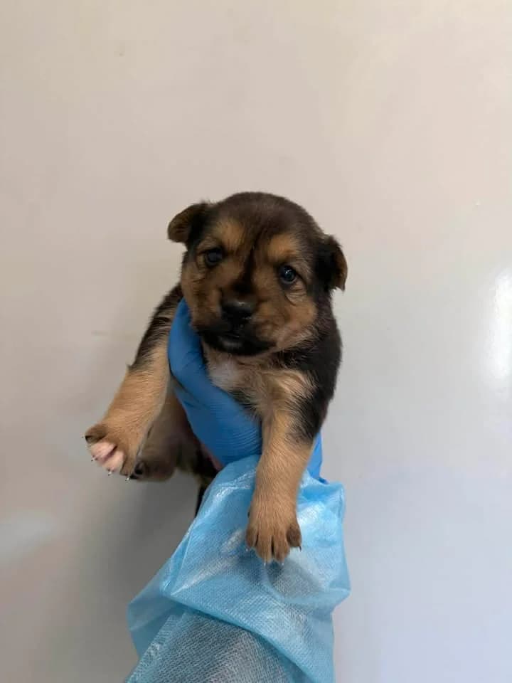 RIHANNA, Mixed Breed for adoption at Schronisko Lublin, Lublin