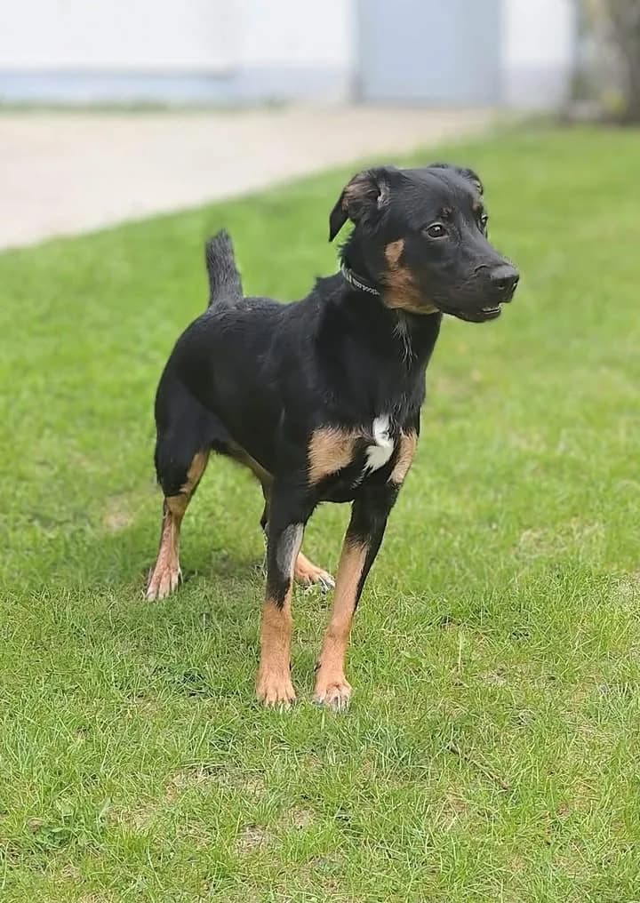 SALMA, Mixed Breed for adoption at Schronisko Lublin, Lublin