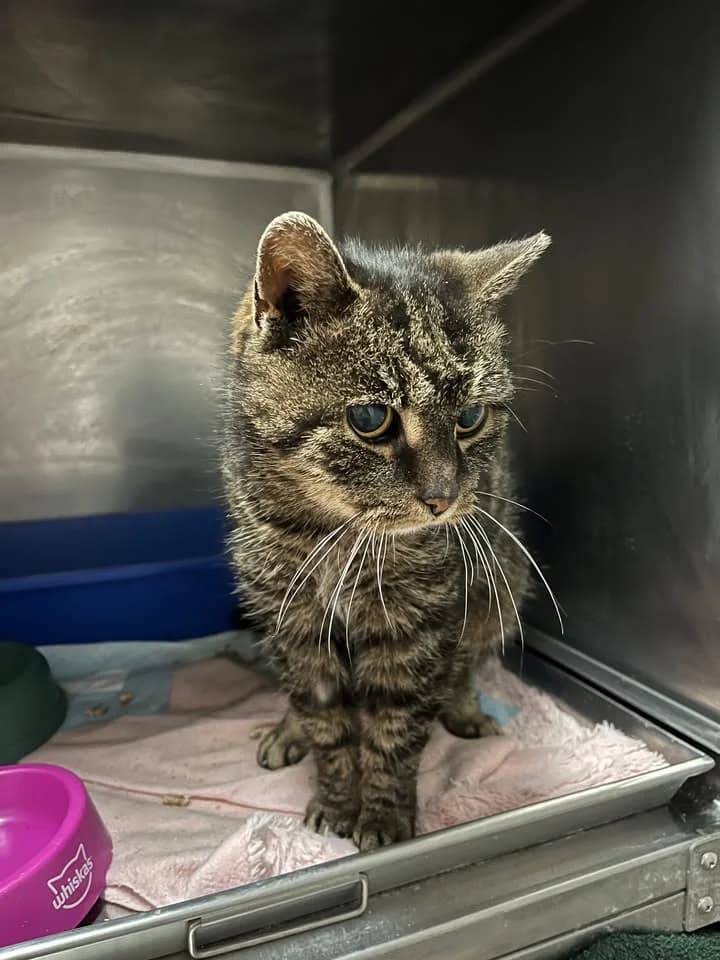 ROMA, Mixed Breed for adoption at Schronisko Lublin, Lublin