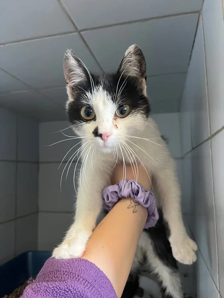 ROŻEK, Mixed Breed for adoption at Schronisko Lublin, Lublin