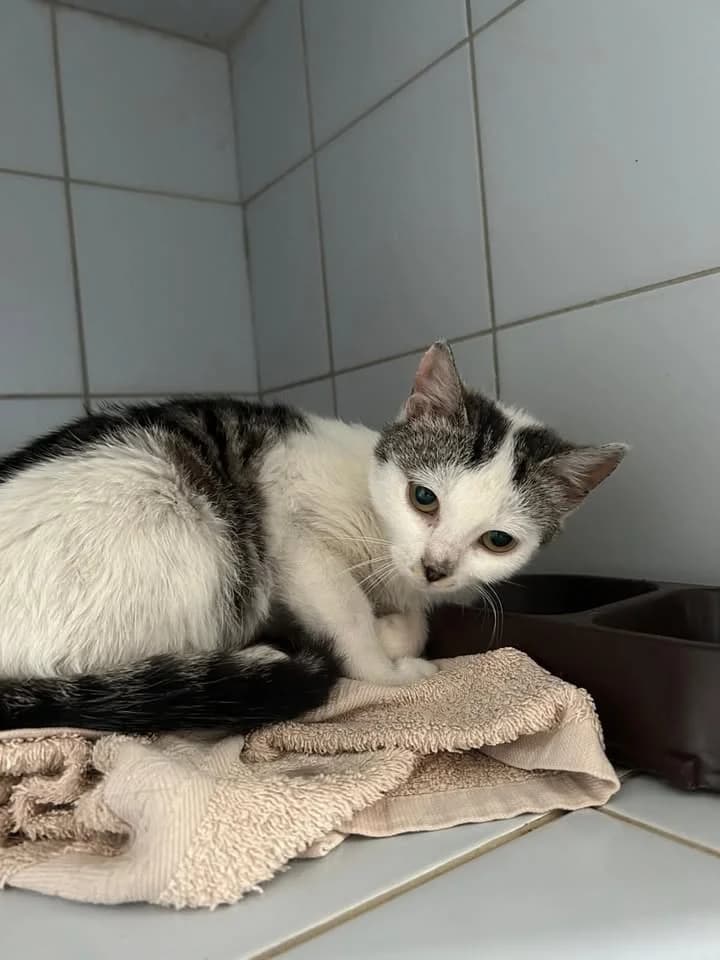 RORA, Mixed Breed for adoption at Schronisko Lublin, Lublin