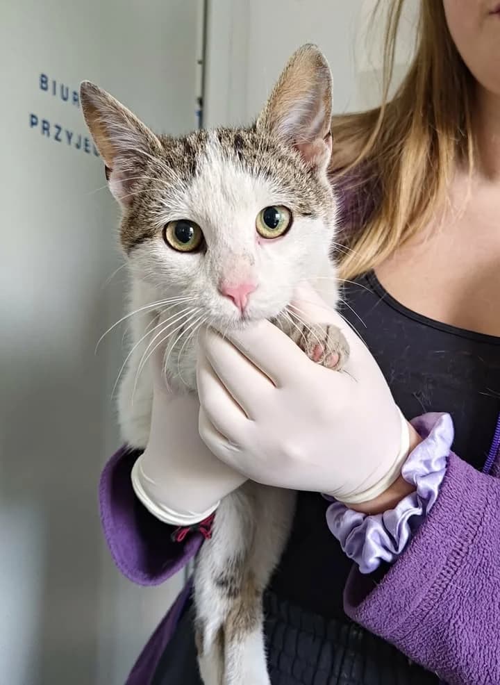 REAL, Mixed Breed for adoption at Schronisko Lublin, Lublin