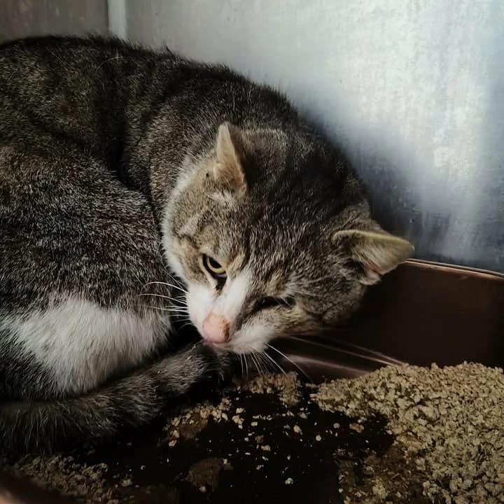 SZEKSPIR, Mixed Breed for adoption at Schronisko Lublin, Lublin